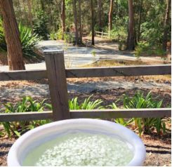 Corporate Wellness Retreats